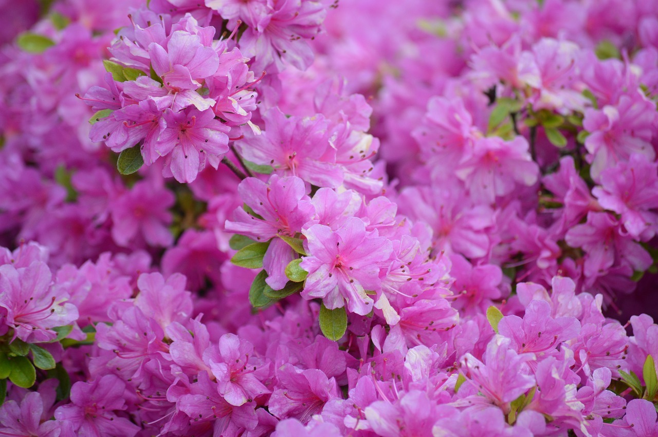 rhododendron : une plante à fleurs aux mille couleurs.